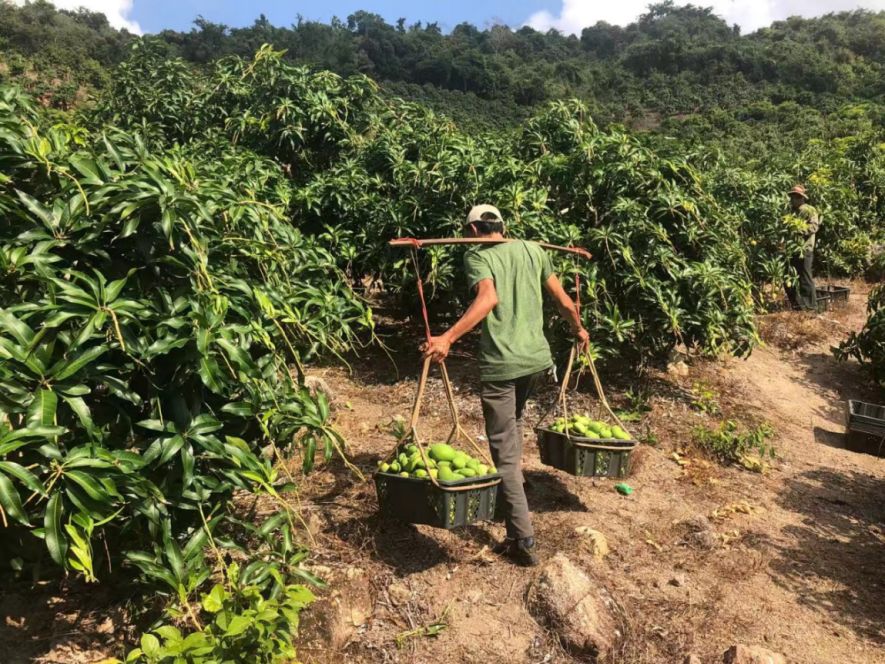 疫情当下 菜农依靠电商走出困局